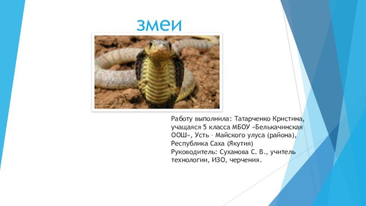 змеиРаботу выполнила: Татарченко Кристина, учащаяся 5 класса МБОУ «Белькачинская ООШ», Усть –