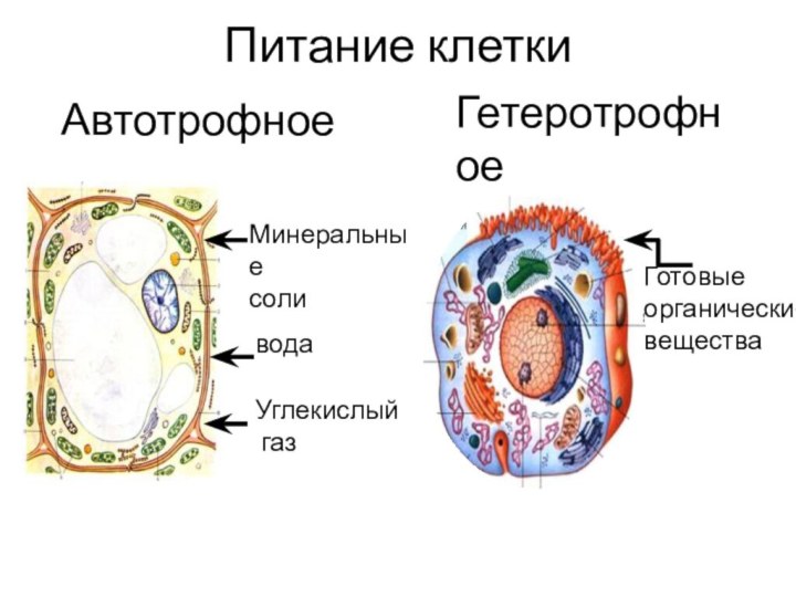 Питание клетки животных