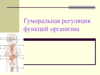 Презентация по биологии на тему Гуморальная регуляция функций организма (8 класс)