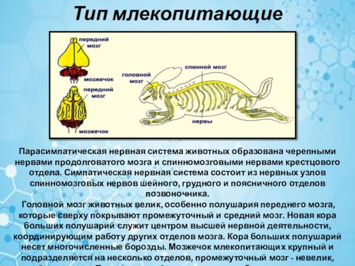 Тип млекопитающие Парасимпатическая нервная система животных образована черепными нервами продолговатого мозга и