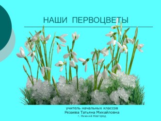 Презентация по окружающему миру  Наши первоцветы (2 класс)