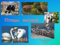 Презентация по окружающему миру на тему Птицы весной(1 класс)