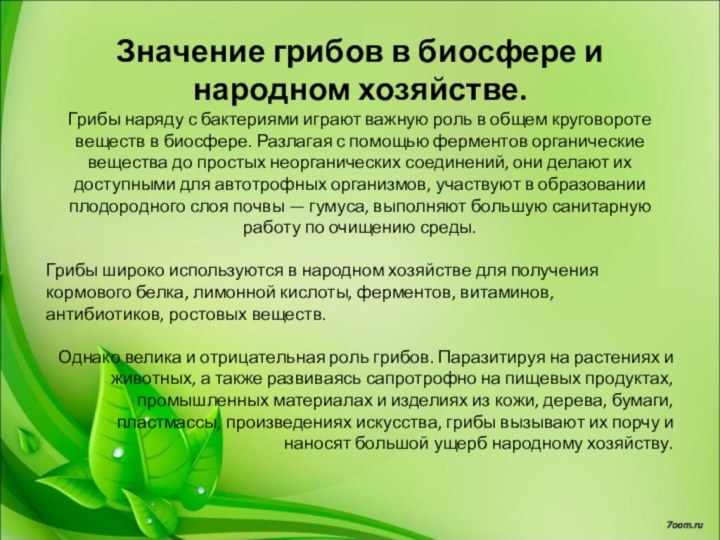 Значение грибов в биосфере и народном хозяйстве. Грибы наряду с бактериями играют