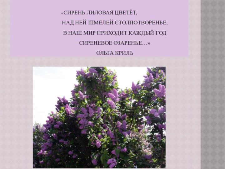 «Сирень лиловая цветёт, Над ней шмелей столпотворенье, В наш мир приходит каждый