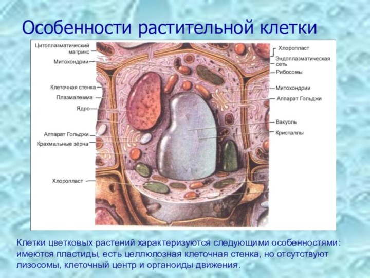 Особенности растительной клеткиКлетки цветковых растений характеризуются следующими особенностями: имеются пластиды, есть целлюлозная