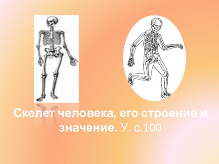 Скелет человека, его строение и значение. У. с.100