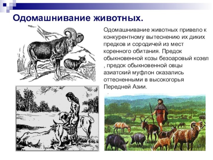 Одомашнивание. Приручение животных. Одомашнивание животных в древности. Одомашнивание животных древних людей.