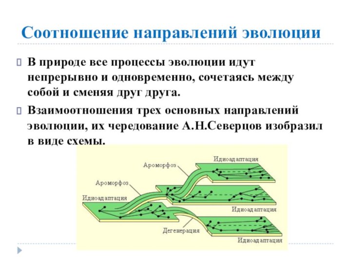 Соотношение направлений эволюцииВ природе все процессы эволюции идут непрерывно и одновременно, сочетаясь