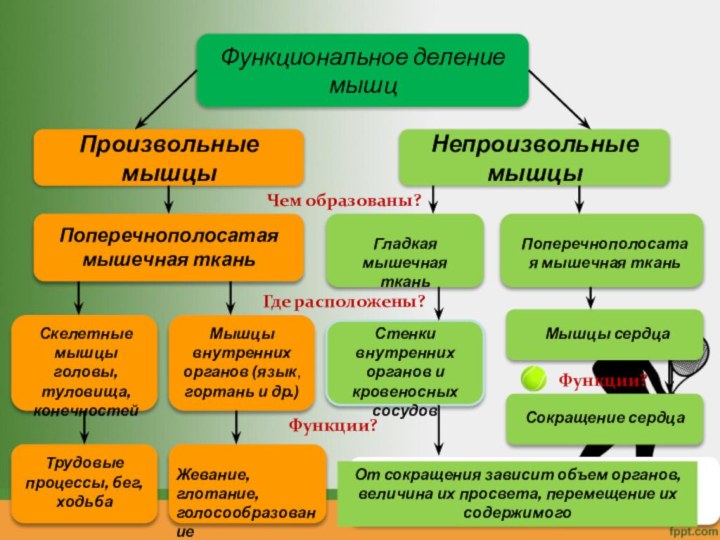 Функциональное деление мышцПроизвольные мышцыНепроизвольные мышцыЧем образованы?Где расположены?Функции?Функции?Поперечнополосатая мышечная тканьСкелетные мышцы головы, туловища,