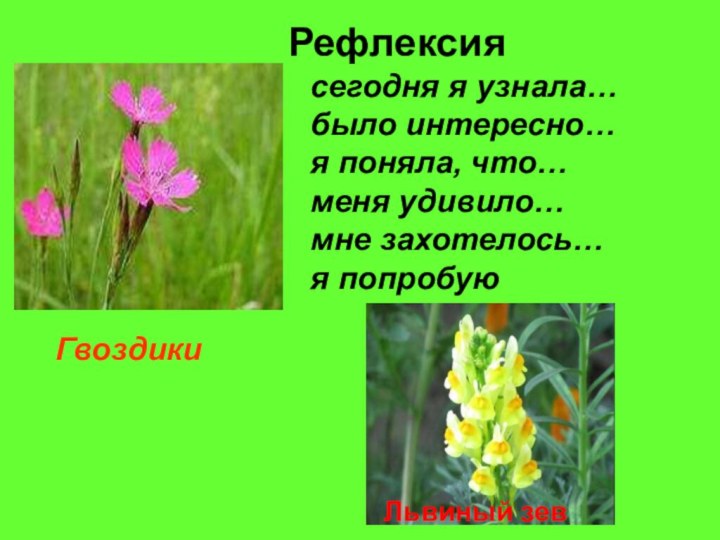 РефлексияГвоздикисегодня я узнала…было интересно…я поняла, что…меня удивило…мне захотелось…я попробуюЛьвиный зев