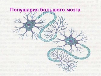 Презентация к уроку Полушария большого мозга