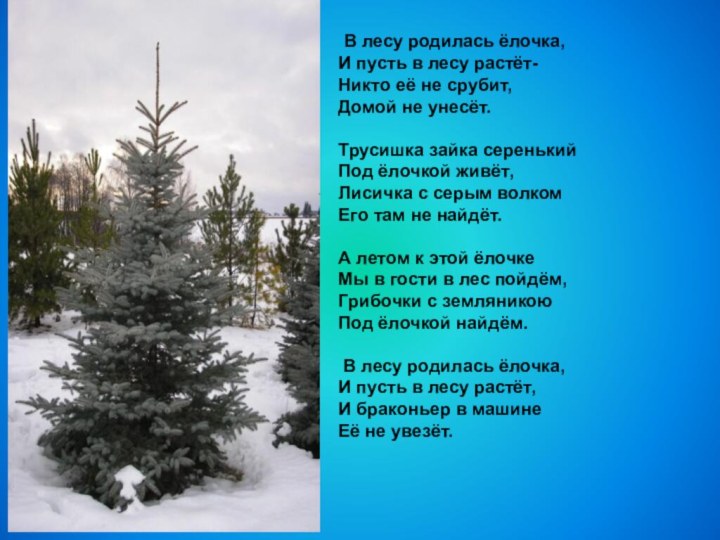 В лесу родилась ёлочка, И пусть в лесу растёт- Никто её