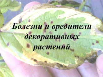 Болезни и вредители растений