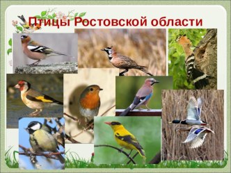 Презентация по биологии ко Дню птиц на тему  Птицы Ростовской области (5- 7 кл)