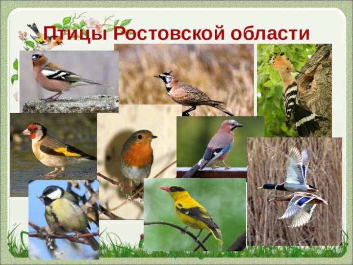 Птицы Ростовской области