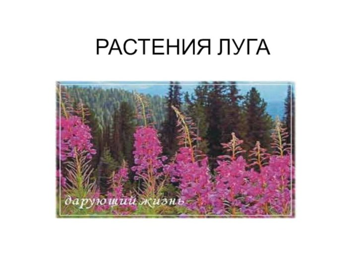 РАСТЕНИЯ ЛУГА