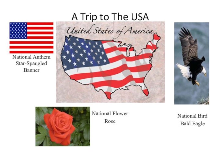 National Anthem Star-Spangled Banner  National FlowerRoseNational Bird