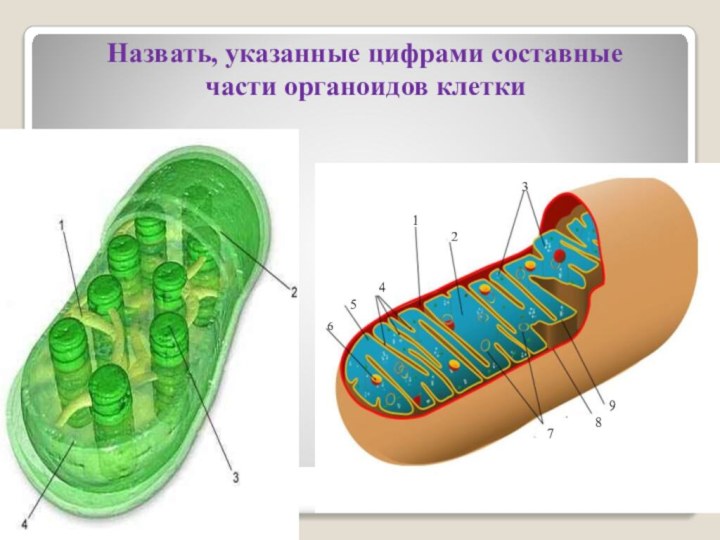 Назвать, указанные цифрами составные части органоидов клетки 123456789