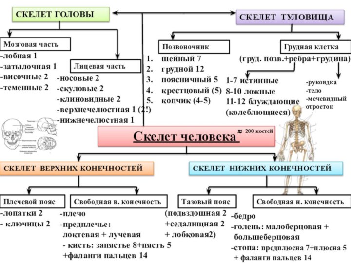 Скелет человека ͌СКЕЛЕТ ГОЛОВЫСКЕЛЕТ ТУЛОВИЩА200 костейСКЕЛЕТ ВЕРХНИХ КОНЕЧНОСТЕЙСКЕЛЕТ НИЖНИХ КОНЕЧНОСТЕЙПлечевой поясСвободная в.