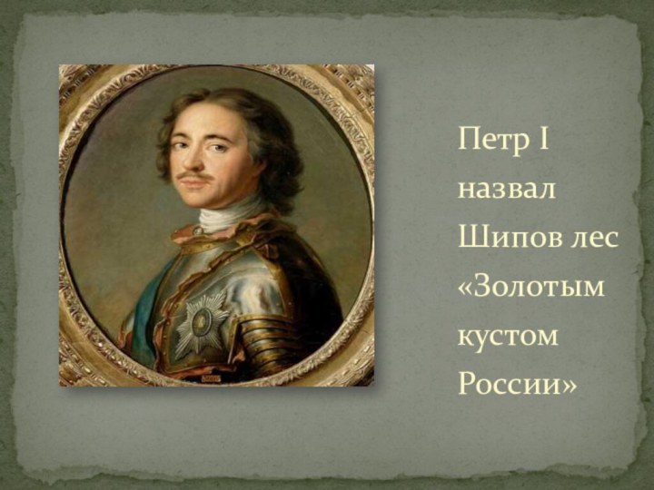 Петр I назвал Шипов лес «Золотым кустом России»