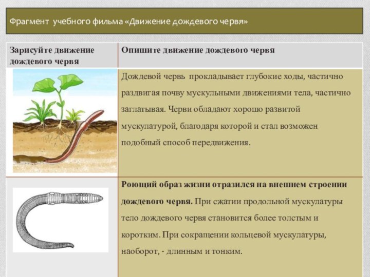 Лабораторная работа внешнее строение дождевого червя. Черви дождевые биология внешнее строение. Движение дождевого червя. Дождевой червь по биологии.