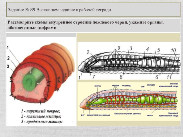 Замечательная особенность этого червя состоит в том. Кольчатые черви строение 7 класс. Внутреннее строение кольчатых червей 7 класс. Тип кольчатые черви дождевой червь. Внутреннее строение дождевого червя 7 класс биология.
