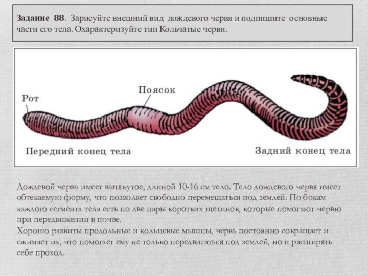 Дождевой червь увеличенное изображение