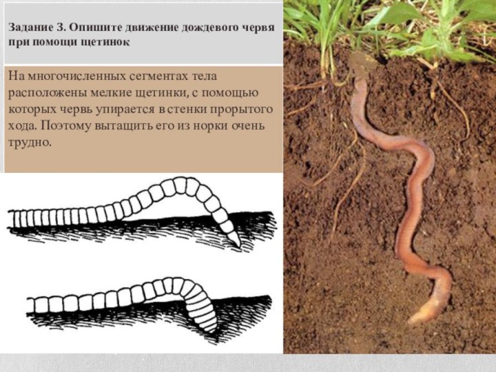 Размножение дождевого червя схема