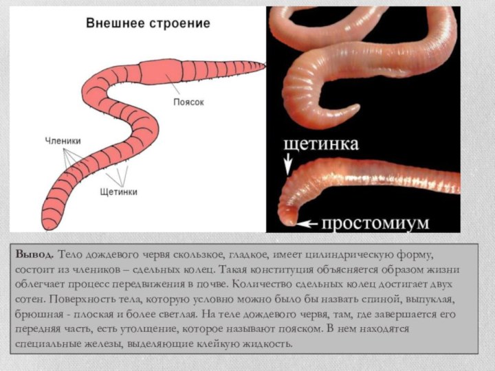 Строение дождевого червя рисунок