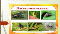 Презентация по экологии Как насекомые готовятся к зиме