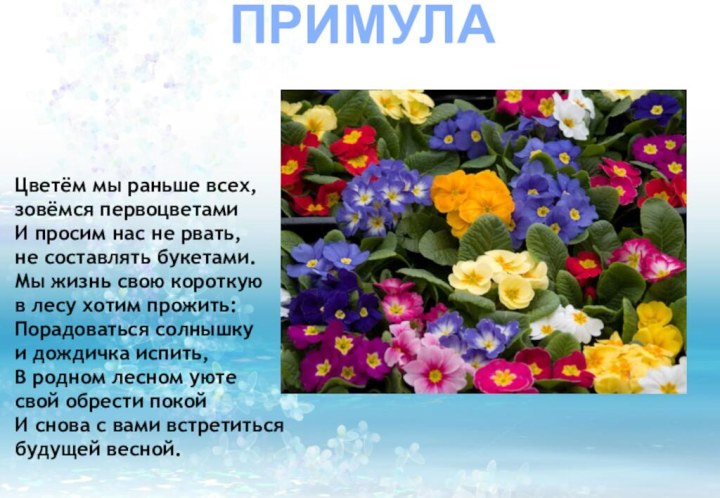 ПРИМУЛАЦветём мы раньше всех,зовёмся первоцветамиИ просим нас не рвать,не составлять букетами.Мы жизнь