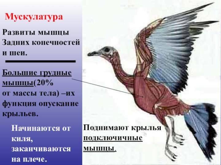 Большие грудныемышцы(20%от массы тела) –ихфункция опусканиекрыльев. МускулатураНачинаются от киля, заканчиваютсяна плече.Поднимают крыльяподключичныемышцы.Развиты мышцыЗадних конечностейи шеи.