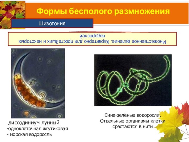 Формы бесполого размноженияМножественное деление. Характерно для простейших и некоторых водорослей Шизогониядиссодиниум лунный