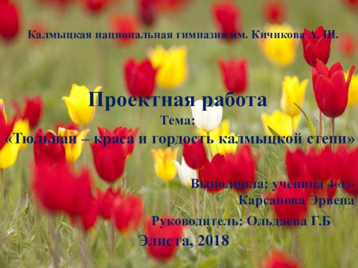 Калмыцкая национальная гимназия им. Кичикова А. Ш.Проектная работаТема: «Тюльпан – краса и