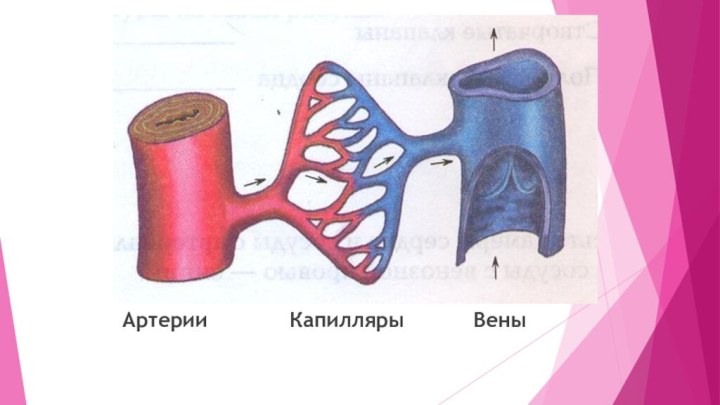 Артерии       Капилляры      Вены