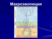 Презентация Макроэволюция живого мира