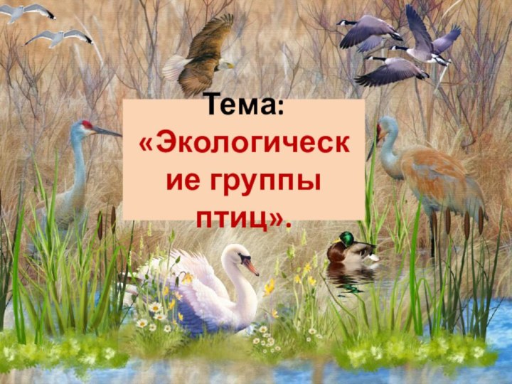 Тема: «Экологические группы птиц».