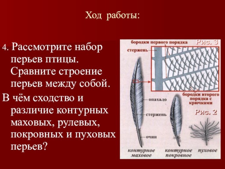 Лабораторная работа изучение внешнего строения птицы. Строение пера. Перо строение. Перо птицы строение. Внешнее строение пера.