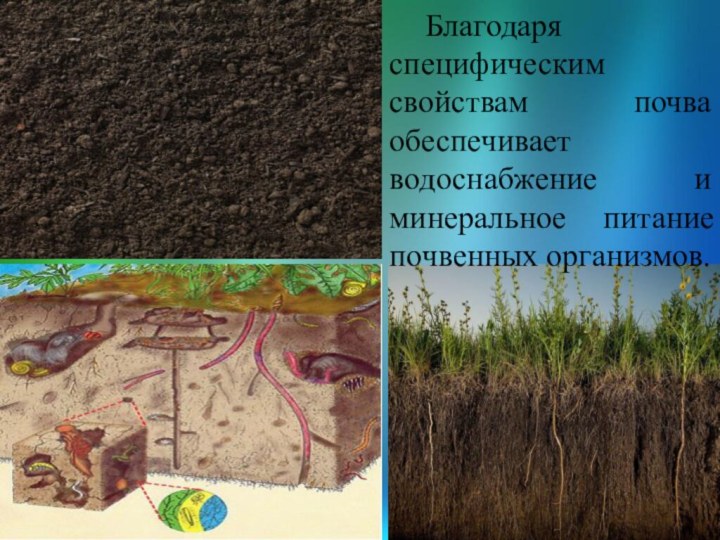 Важнейшим свойством почвы является наличие. Почвенные организмы. Организмы обитающие в почве. Роль организмов в почве. Роль почвы в природе.