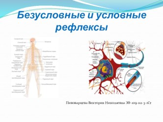 Презентация по возрастной психологии на тему :  Безусловные и условные рефлексы