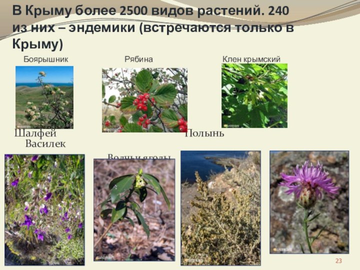 В Крыму более 2500 видов растений. 240 из них – эндемики (встречаются