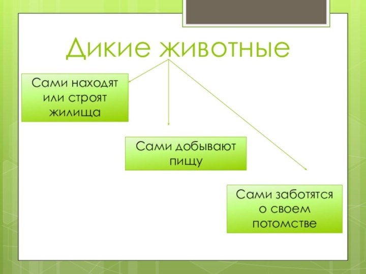 Дикие животныеСами находят или строят жилищаСами добывают пищуСами заботятся о своем потомстве