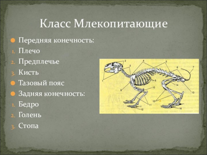 Класс МлекопитающиеПередняя конечность:ПлечоПредплечьеКистьТазовый поясЗадняя конечность:БедроГолень Стопа