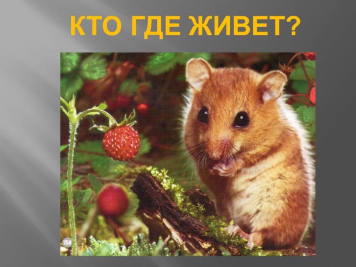 Кто где живет?