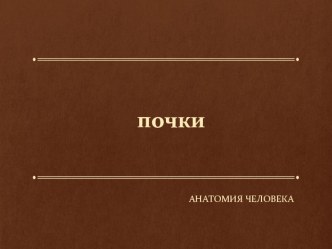 Презентация по биологии Почки