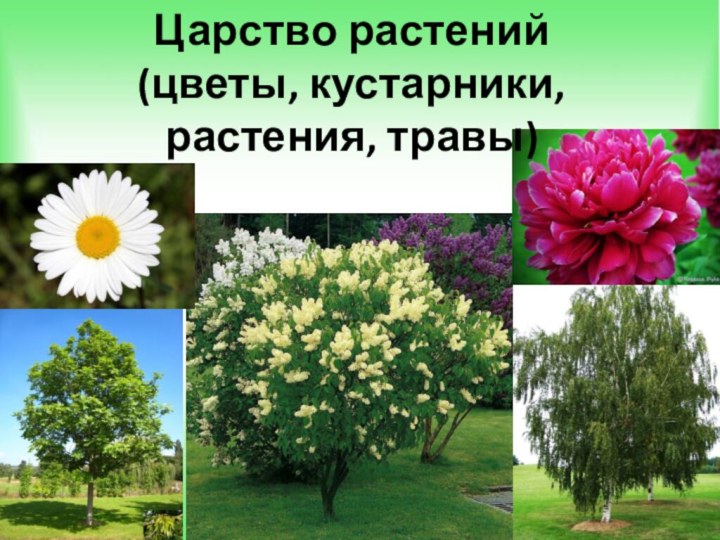 Царство растений(цветы, кустарники, растения, травы)