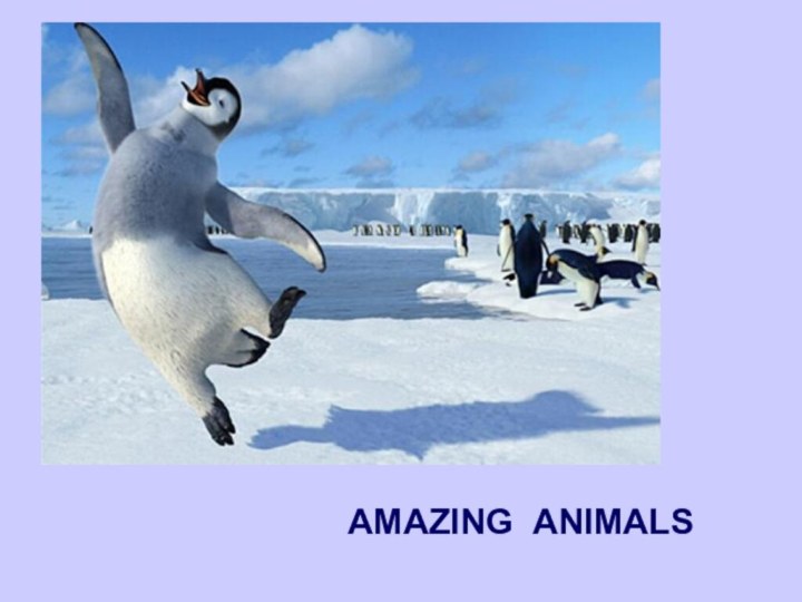 AMAZING ANIMALS