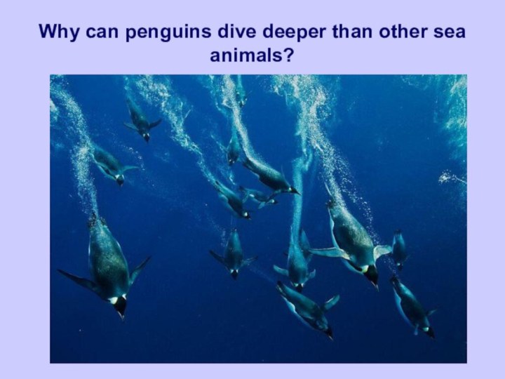 Why can penguins dive deeper than other sea animals?