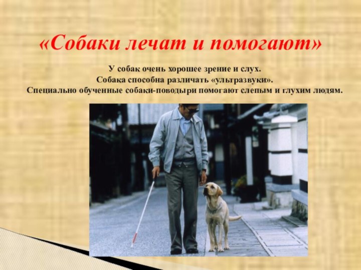 Собака и человек 1 класс. Собака друг человека презентация. Рассказ собака друг человека. Собака помогает человеку. Международный день собак-поводырей.