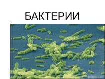 Презентация по биологи по теме бактерии